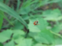 Eriophora