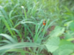 Eriophora