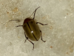 Costalimaita suturalis