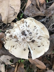 Leucopaxillus laterarius