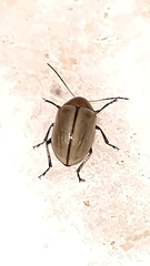 Costalimaita suturalis
