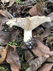 Leucopaxillus laterarius