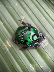 Oxysternon conspicillatum