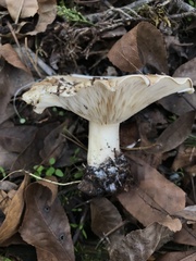Leucopaxillus laterarius