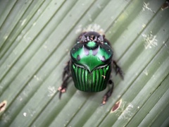 Oxysternon conspicillatum