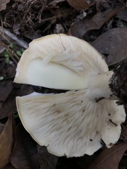 Leucopaxillus laterarius