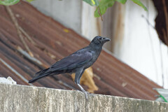Corvus macrorhynchos levaillantii