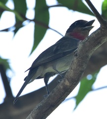 Pachyramphus aglaiae