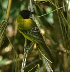 Icterus graduacauda