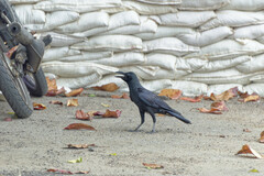 Corvus macrorhynchos levaillantii