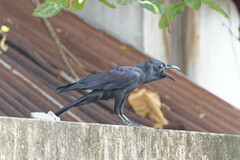Corvus macrorhynchos levaillantii