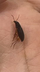 Harpalini