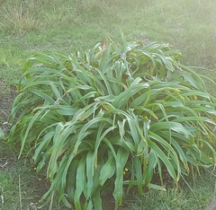 Setaria palmifolia
