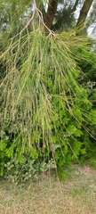 Casuarina glauca