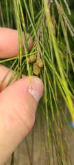 Casuarina glauca
