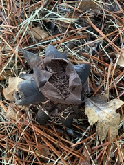 Astraeus hygrometricus
