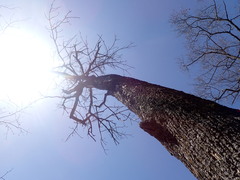 Fraxinus nigra