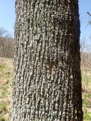 Fraxinus nigra