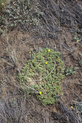 Potentilla acaulis
