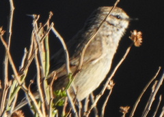 Leptasthenura aegithaloides