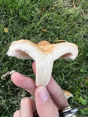 Lactarius