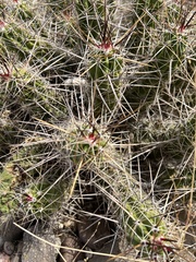 Echinocereus enneacanthus enneacanthus
