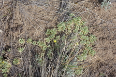 Potentilla acaulis