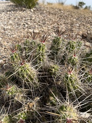 Echinocereus enneacanthus enneacanthus