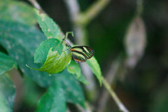 Pteronymia aletta lilla