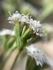 Stevia