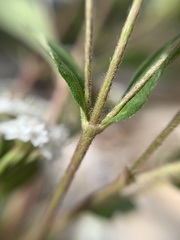 Stevia