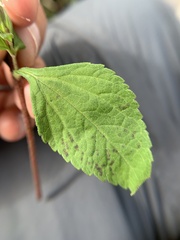 Stevia