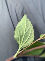Stevia