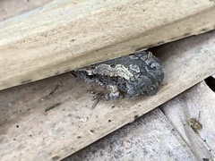 Microhyla mukhlesuri