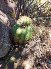 Ferocactus alamosanus
