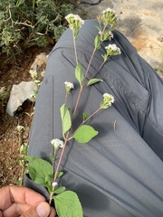 Stevia