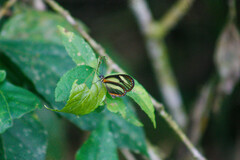 Pteronymia aletta lilla