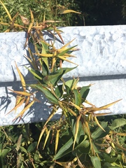 Vincetoxicum rossicum
