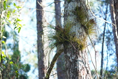 Tillandsia setacea