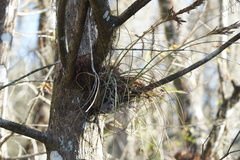 Tillandsia simulata