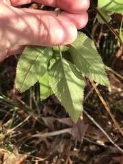 Zizia aurea