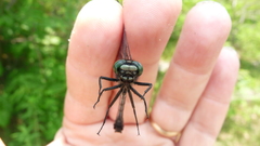 Hylogomphus adelphus