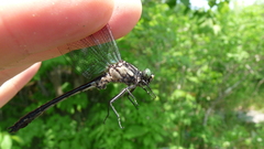 Hylogomphus adelphus