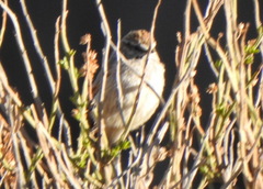 Leptasthenura aegithaloides