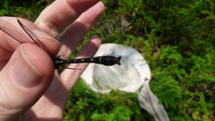 Hylogomphus adelphus