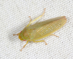 Gyponana