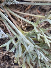 Hymenopappus filifolius