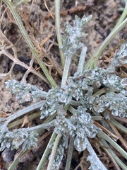Hymenopappus filifolius