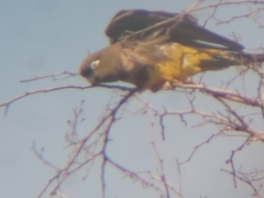 Cyanoliseus patagonus bloxami