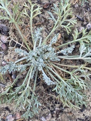Hymenopappus filifolius